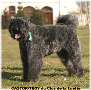 bouvier des flandres du clos de la luette - copyright déposé